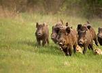 Wild Pigs