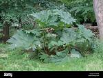 Wild Rhubarb