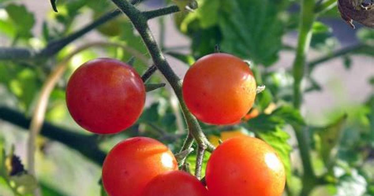 Wild Tomatoes