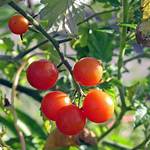 Wild Tomatoes