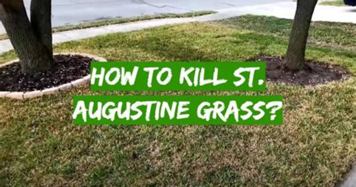 Will 24D Kill St Augustine Grass?