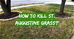 Will 24D Kill St Augustine Grass?