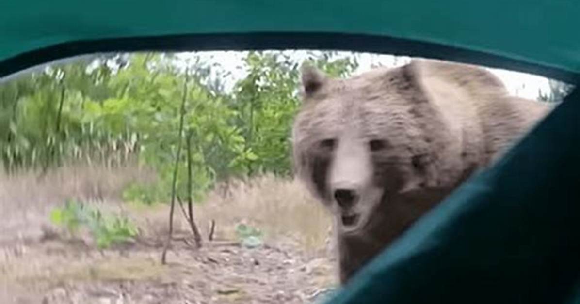 Will a Bear Attack a Tent?