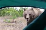 Will a Bear Attack a Tent?