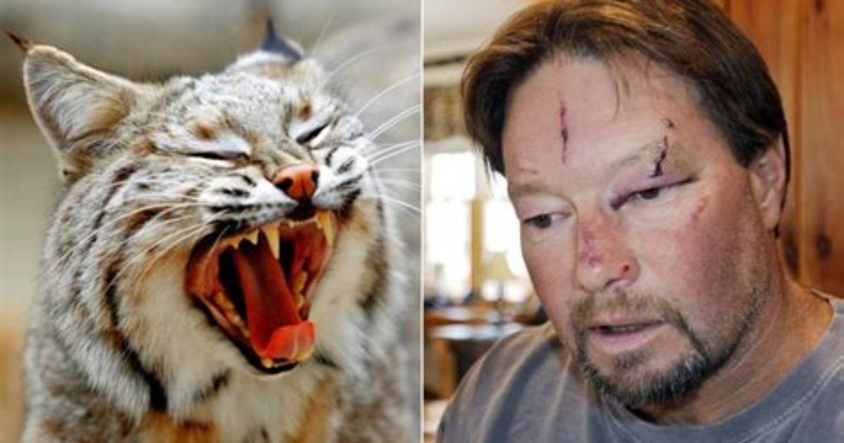 Will a Bobcat Attack a Cat?