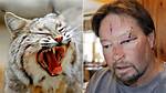 Will a Bobcat Attack a Cat?