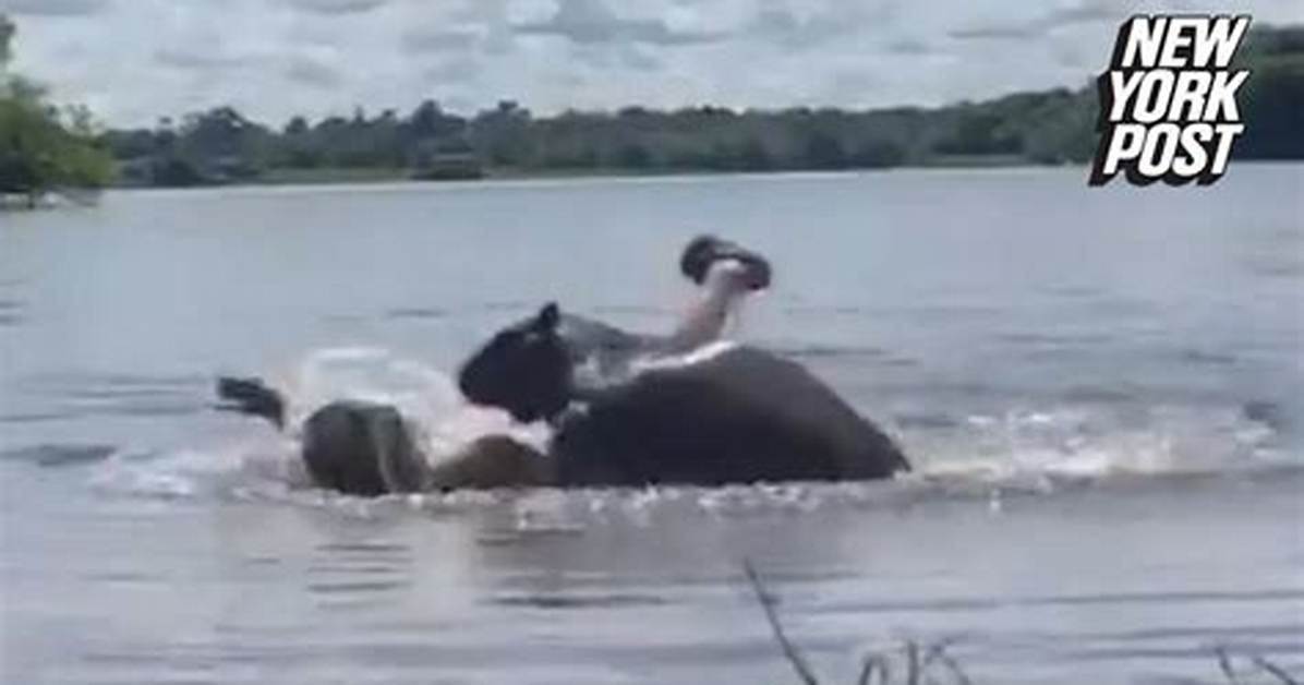 Will a Capybara Attack a Human?