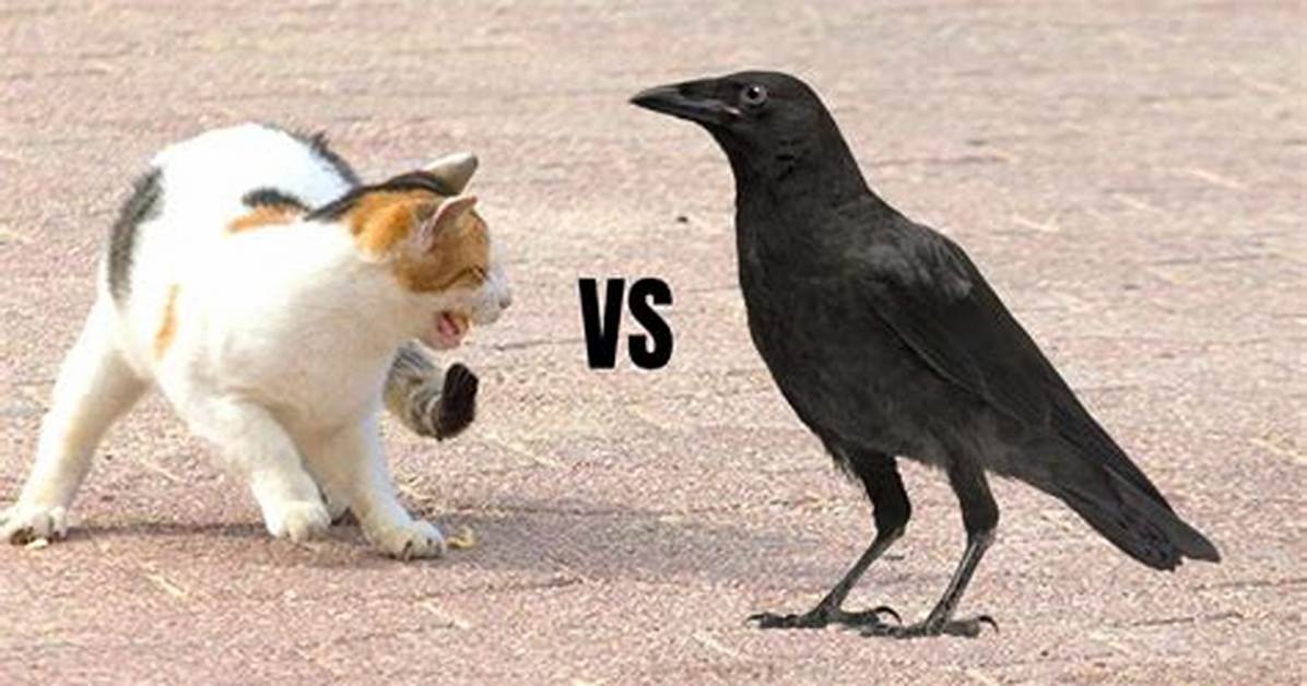 Will a Crow Attack a Cat?