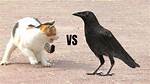 Will a Crow Attack a Cat?