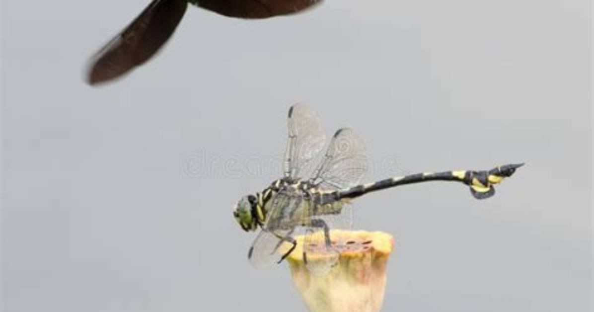 Will a Dragonfly Attack?