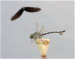 Will a Dragonfly Attack?