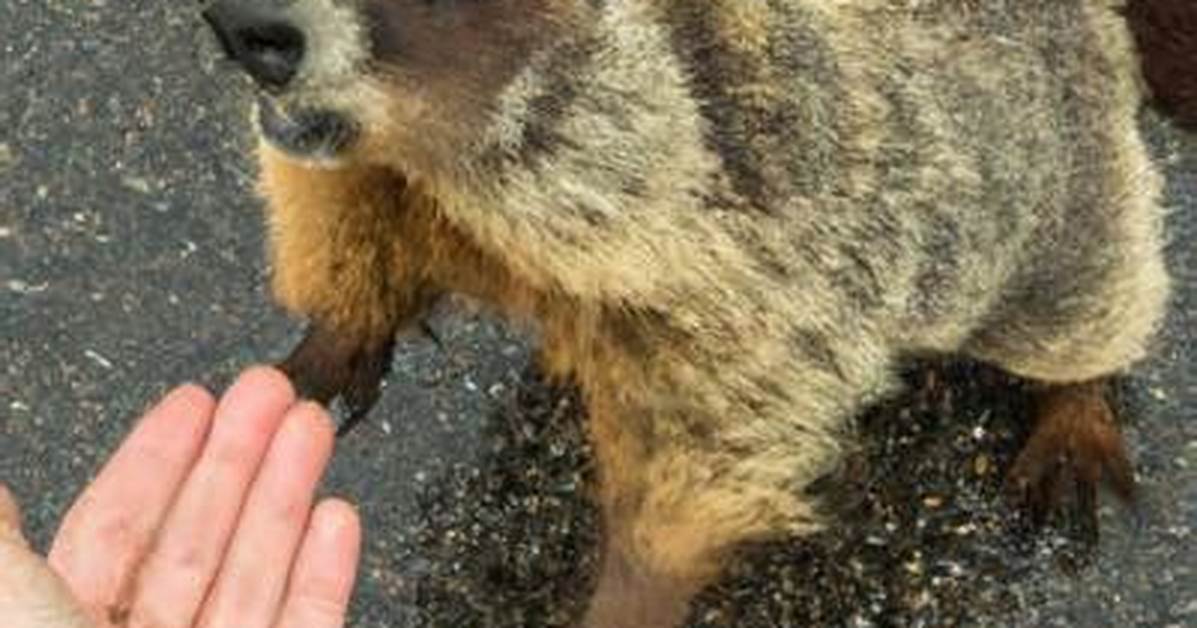 Will a Groundhog Bite You