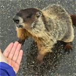 Will a Groundhog Bite You