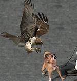 Will a Hawk Attack My Dog?