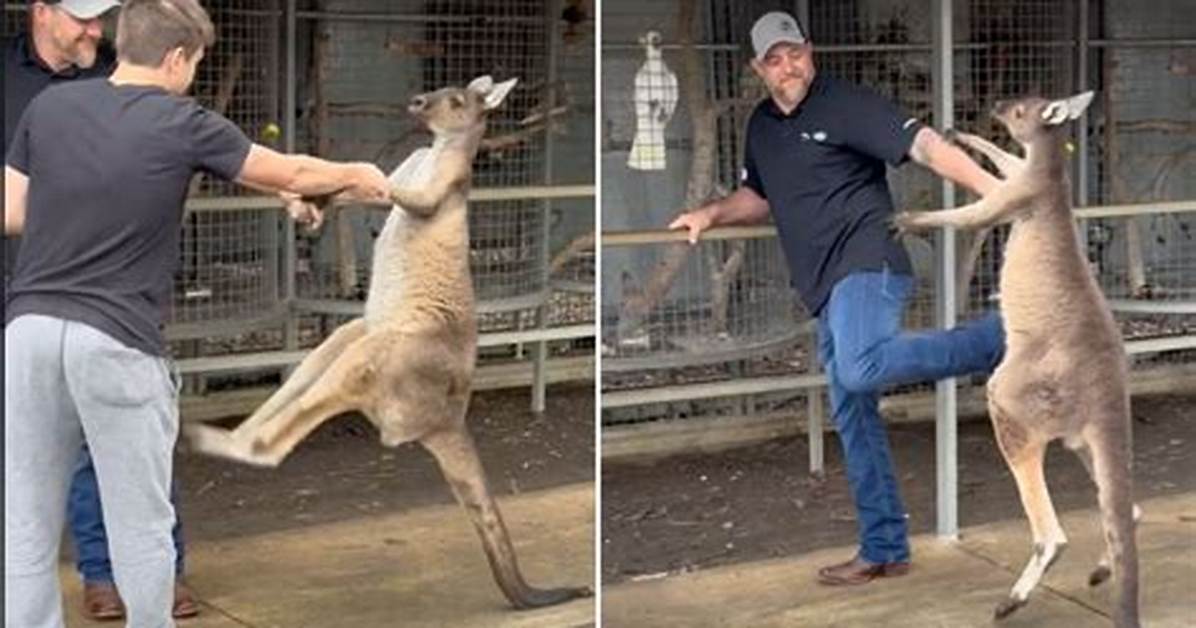 Will a Kangaroo Attack Me