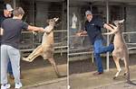 Will a Kangaroo Attack Me