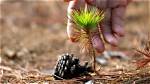 Will a Pine Cone Sprout?