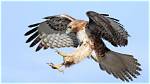 Will a Red Tailed Hawk Attack a Chicken?