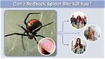 Will a Redback Bite Kill You?