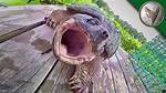 Will a Snapping Turtle Bite You While Swimming?