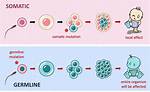 Will a Somatic Mutation Affect the Evolution of a Population?