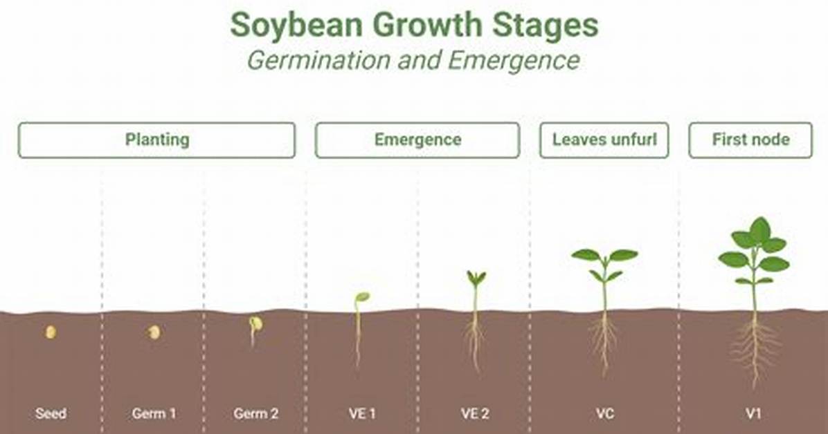 Will a Split Soybean Germinate?