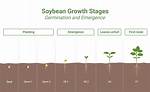 Will a Split Soybean Germinate?