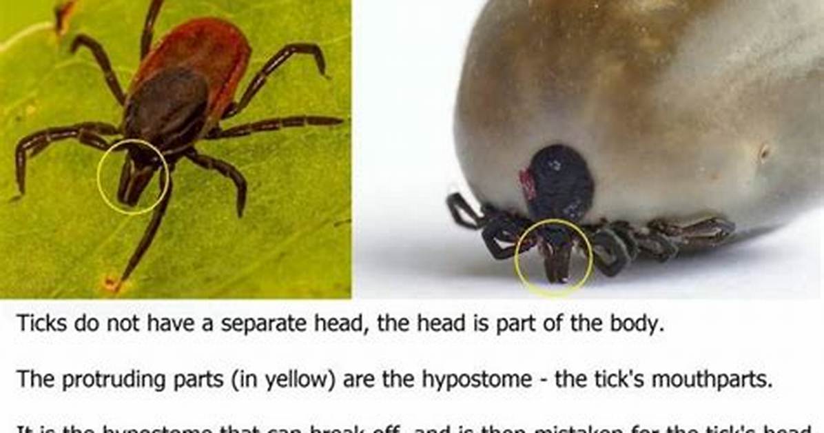 Will a Tick Fall off?