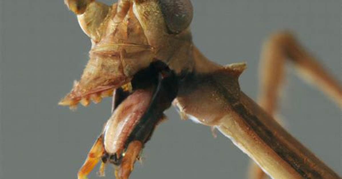 Will a Walking Stick Bite?