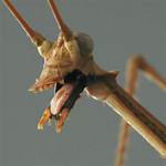Will a Walking Stick Bite?