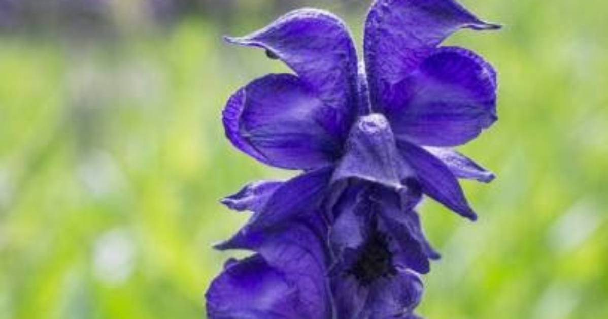 Will Aconite Kill You?