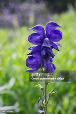 Will Aconite Kill You?