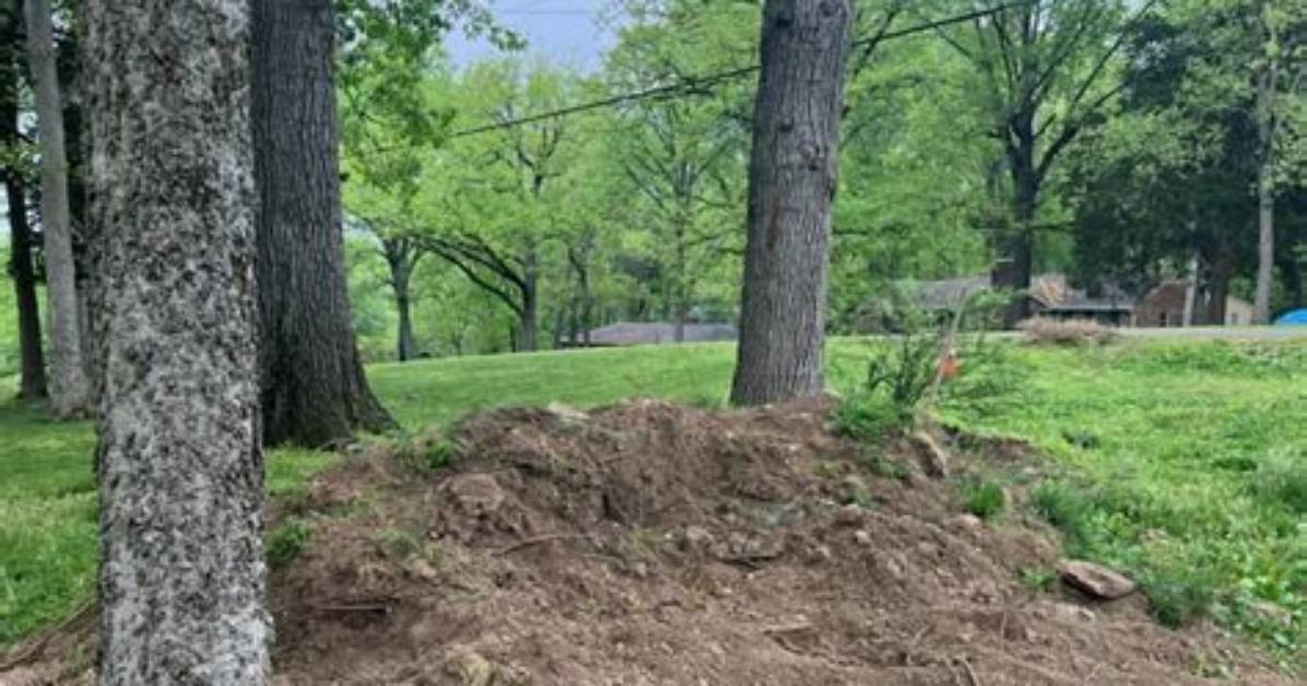 Will Adding Dirt Around a Tree Kill It?