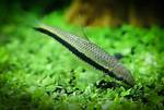 Will Algae Eater Eat Plants?