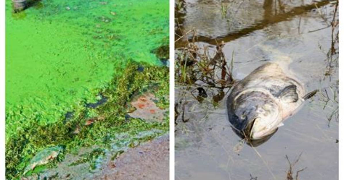 Will Algae Kill Fish?