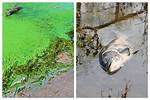 Will Algae Kill Fish?