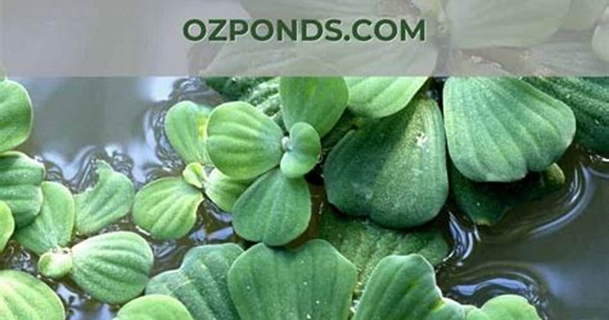 Will Algae Kill Plants?