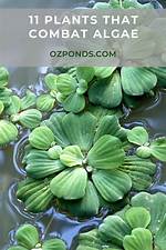 Will Algae Kill Plants?