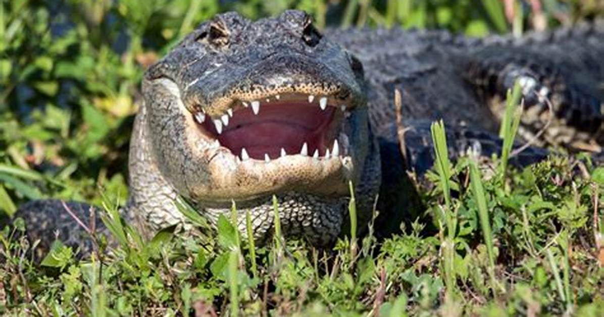 Will Alligators Attack Dogs?