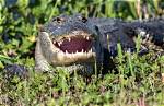 Will Alligators Attack Dogs?