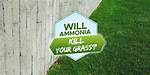 Will Ammonia Kill Grass?
