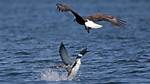 Will an Eagle Attack a Loon?