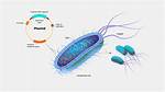 Will Bacteria Contain Plasmids?