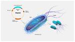 Will Bacteria Have Plasmids?