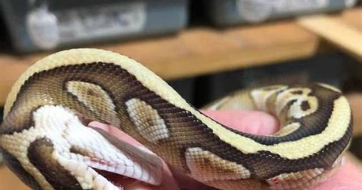 Will Ball Pythons Bite?