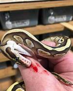 Will Ball Pythons Bite?