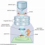Will Be Electron Microscope?
