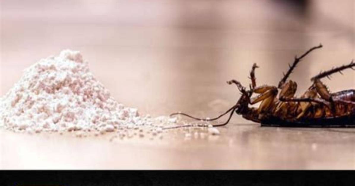 Will Bedlam Kill Roaches?