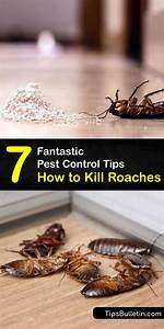 Will Bedlam Kill Roaches?