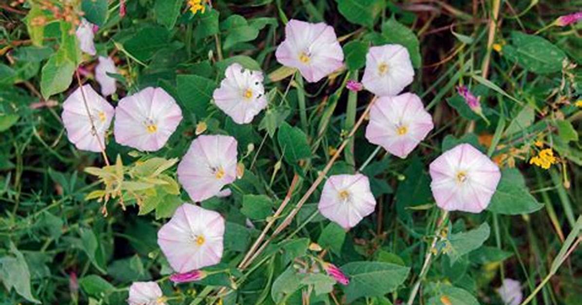 Will Bindweed Kill Flowers?